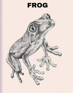 Hình ảnh chú ếch trong ứng dụng Animal 4D